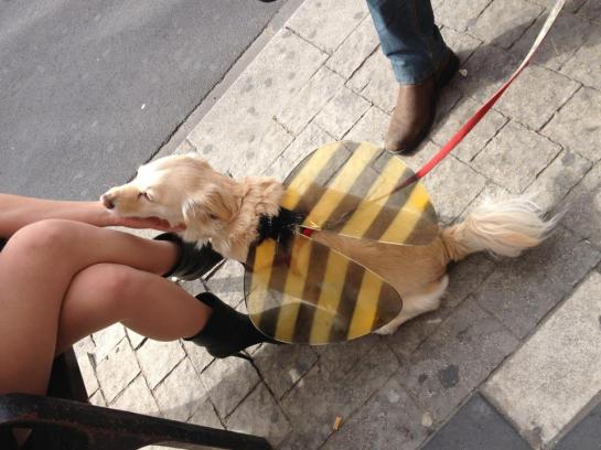 Dog in bee wings